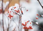 Заснеженная рябина. Фото Маргариты Романовой, IRK.ru