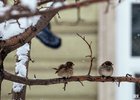 Снег в Иркутске. Фото из архива IRK.ru