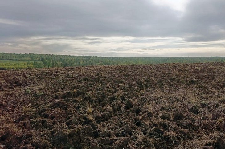 Участок. Фото управления Россельхознадзора по Иркутской области и Бурятии