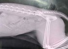 Рентген кошки. Фото ассоциации ветеринарии Иркутской области
