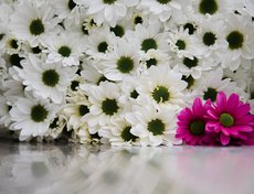 Срезка продлится до конца ноября.