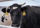 Корова. Фото Ильи Татарникова из архива IRK.ru