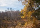 Лес. Фото Маргариты Романовой, IRK.ru