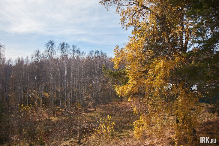 Лес. Фото Маргариты Романовой, IRK.ru