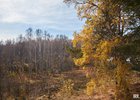Лес. Фото Маргариты Романовой, IRK.ru