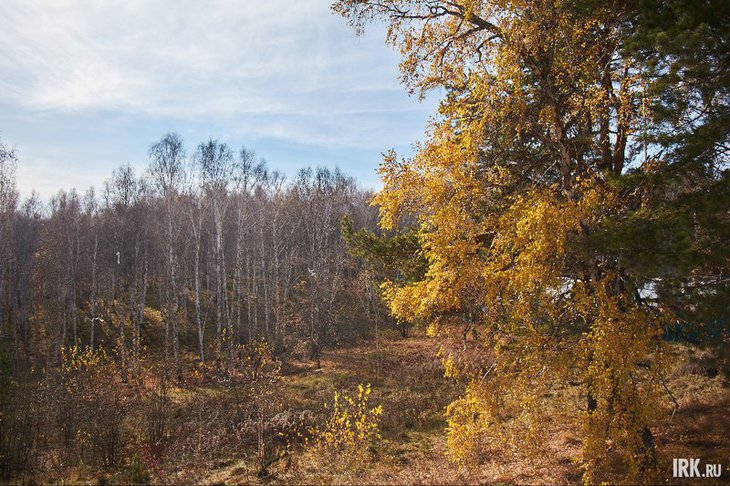 Лес. Фото Маргариты Романовой, IRK.ru