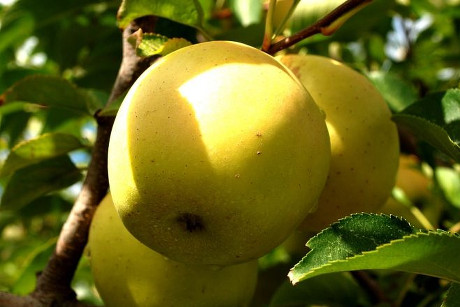 Яблоки сорта Голден. Фото с сайта pinterest.com