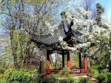 Сакура цветет. Фото с сайта www.img-fotki.yandex.ru