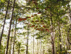 Команда PROstore, инсталляция «Воздушная тропа»