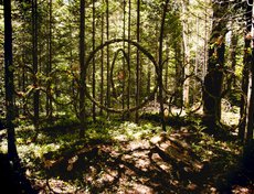 Команда «Центрифуга», инсталляция «Ловец путников»