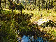 Команда Pop-Corn, инсталляция «В сказке»
