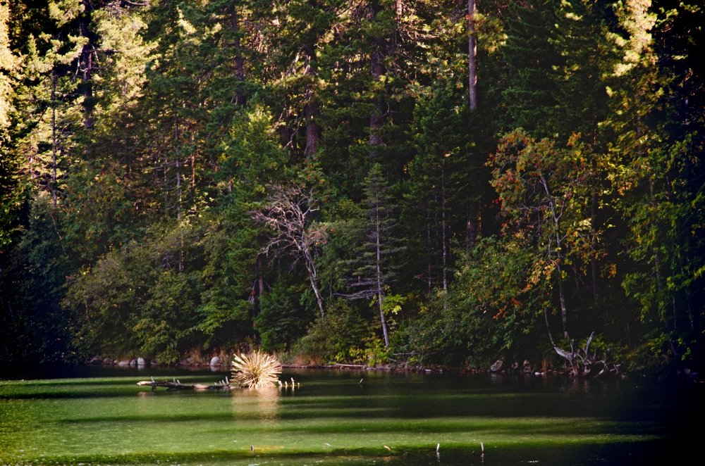 Команда «Салон цветов кв. №7» (Лариса Коркунова, Иван Кокунов, Евгений Каверзин), инсталляция «Одуванчик на воде!»