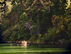 Команда «Салон цветов кв. №7» (Лариса Коркунова, Иван Кокунов, Евгений Каверзин), инсталляция «Одуванчик на воде!»