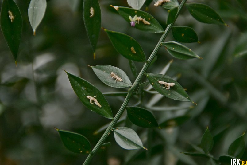 Полукустарник иглица понтийская удивителен тем, что цветок у него растет из середины листа. Таких растений всего 4—5 на земле