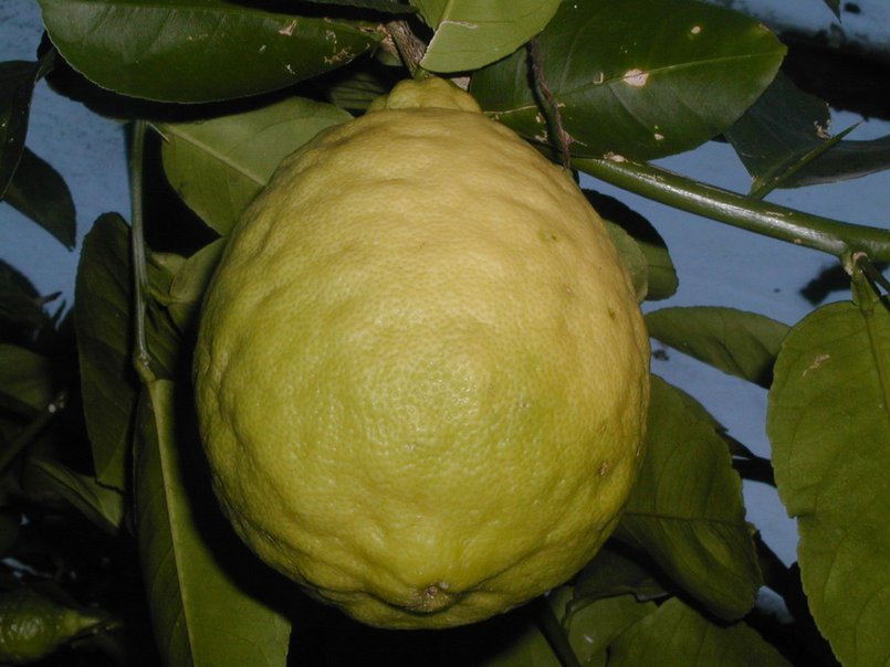 Иркутский лимон