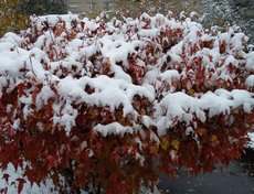 Фото прислала Светлана Фомина