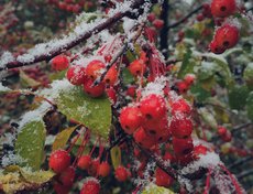 Фото прислал Олеся Чечугина