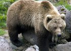 Медведь. Фото www.khabkrai.ru