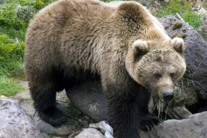Медведь. Фото www.khabkrai.ru