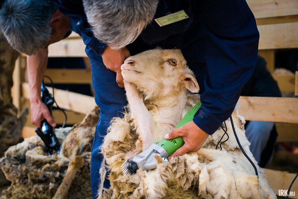 Соревнование по стрижке овец