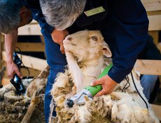 Соревнование по стрижке овец