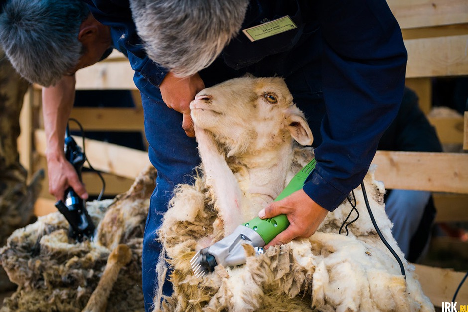 Соревнование по стрижке овец