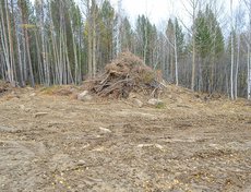 На прилегающей к Старой крепости территории повален лес. На расстоянии 15-20 метров от скалы. Зачищена площадка для работы техники.