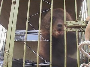 Медвежонок. Фото АС Байкал ТВ