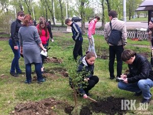 Посадка деревьев. Фото IRK.ru