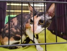 31 октября и 1 ноября в «Сибэкспоцентре» прошли традиционная Международная выставка кошек и Чемпионат российских пород.