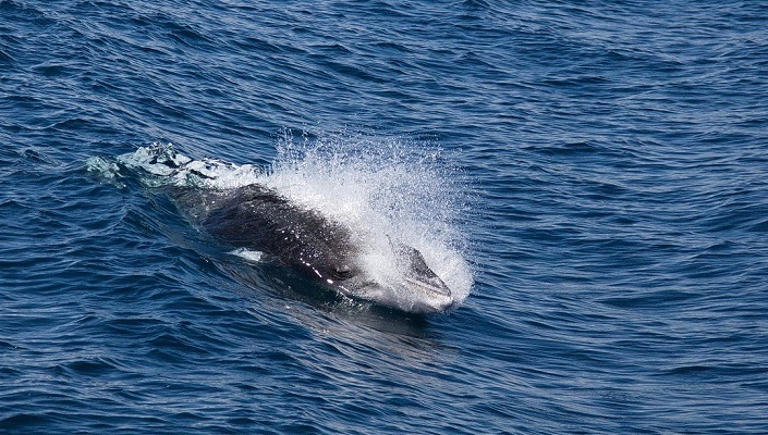 кит, сопровождающий теплоход у Сахалина