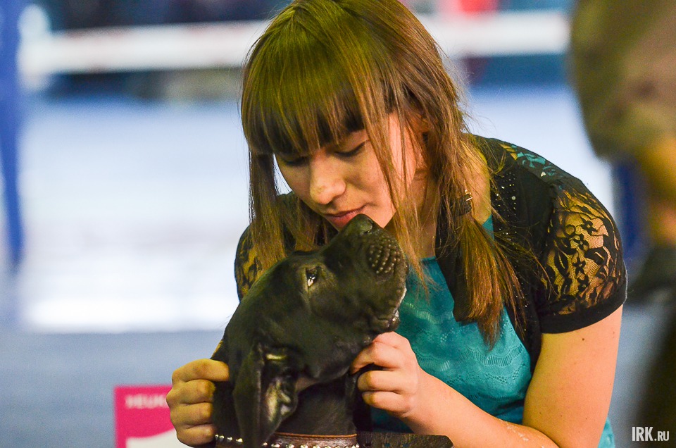 22 ноября. Выставка собак.