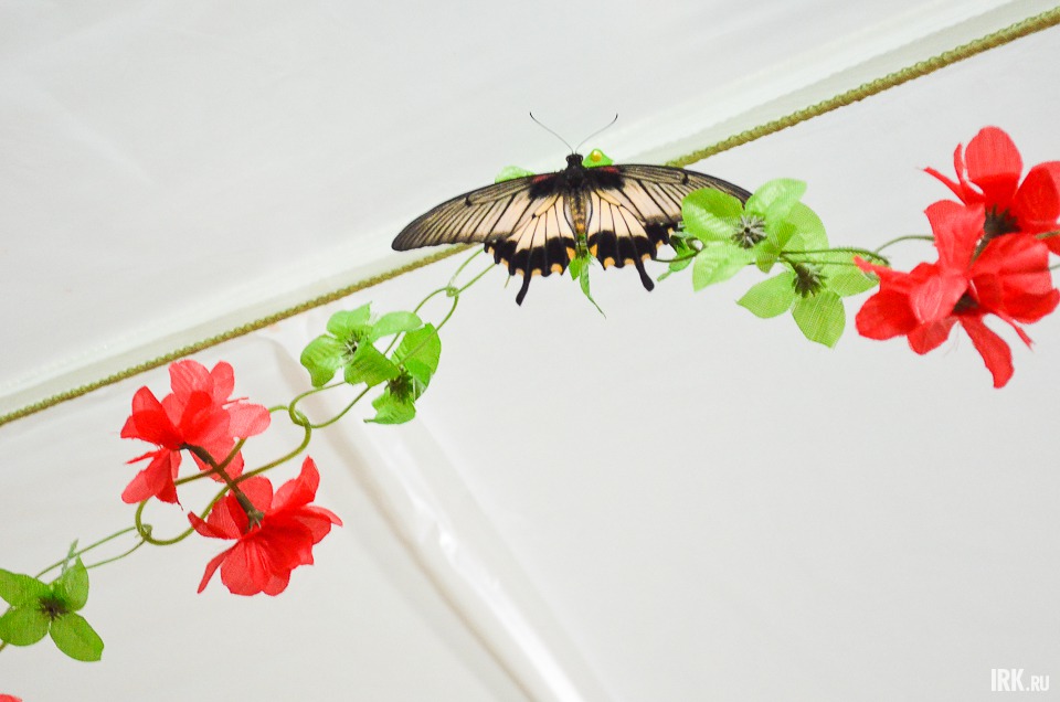 Выставка бабочек в ТЦ «Юбилейный».