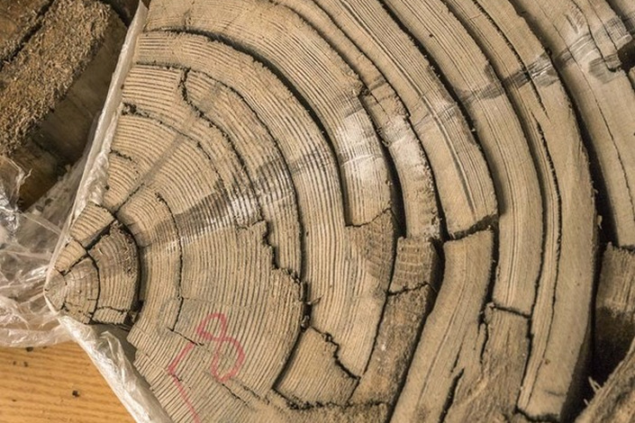 40-тысячелетняя лиственница