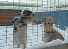Собаки в питомнике, Иркутск. Фото из архива АС Байкал ТВ