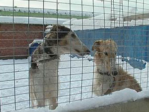 Собаки в питомнике, Иркутск. Фото из архива АС Байкал ТВ