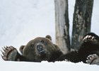 Медведь после спячки. Фото с сайта www.namonitore.ru