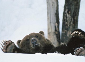 Медведь после спячки. Фото с сайта www.namonitore.ru