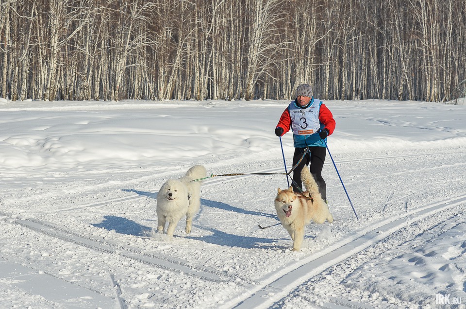 Иван Волков занял первое место на дистанции пять километров в дисциплине ски-джоринг. В упряжке самоеды.