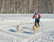 Иван Волков занял первое место на дистанции пять километров в дисциплине ски-джоринг. В упряжке самоеды.