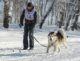 Андрей Щербаков с аляскинским маламутом Байкалом Соулом Ойнуром вышли на дистанцию 10 километров в дисциплине ски-джоринг.