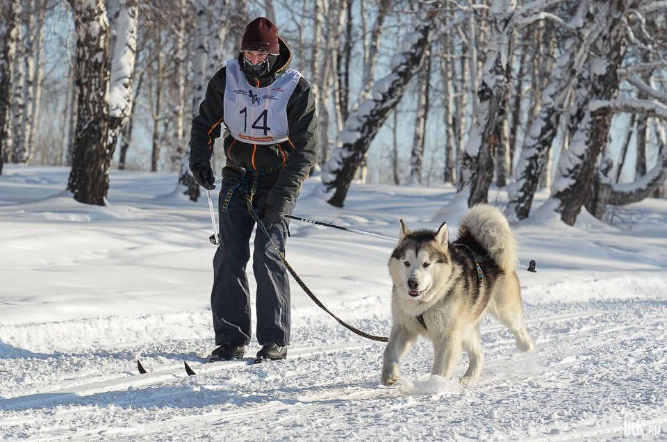 Андрей Щербаков с аляскинским маламутом Байкалом Соулом Ойнуром вышли на дистанцию 10 километров в дисциплине ски-джоринг.