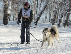 Андрей Щербаков с аляскинским маламутом Байкалом Соулом Ойнуром вышли на дистанцию 10 километров в дисциплине ски-джоринг.
