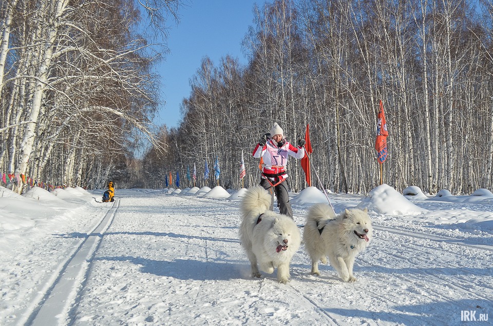 Ольга Куприна на дистанции 10 километров заняла третье место среди женщин. В упряжке самоеды Освальд Самми Снежный Волк и Радость Жизни Норд Винд.