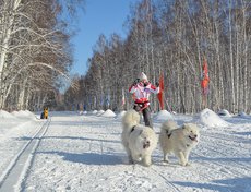 Ольга Куприна на дистанции 10 километров заняла третье место среди женщин. В упряжке самоеды Освальд Самми Снежный Волк и Радость Жизни Норд Винд.
