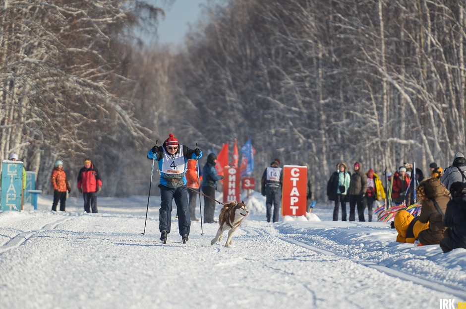 Участник Владимир Дрыга и его сибирский хаски преодолели дистанцию пять километров в дисциплине ски-джоринг и заняли второе место.
