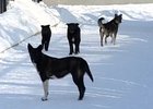 Бродячие собаки. Фото «Вести Иркутск»