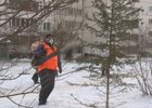 Обработка деревьев. Фото «АС Байкал ТВ»