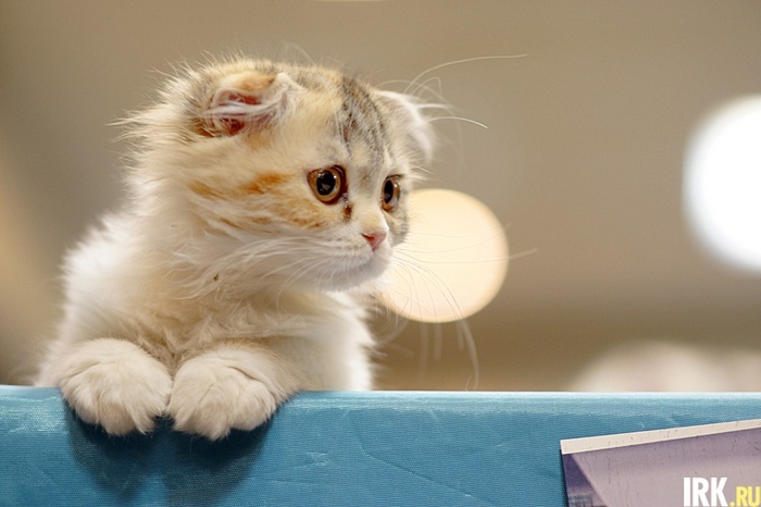 Котенок. Фото Яны Ушаковой