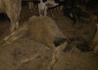 Погибший теленок. Фото со страницы Анастасии Байдраковой